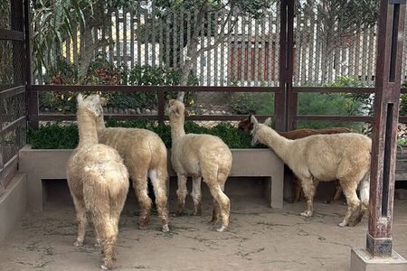 Culture in Lima Huaca Pucllana and Historic Center with Catacombs