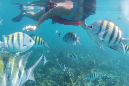 Snorkel the Reefs Adventure