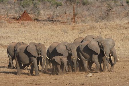 10 Day Safari plus Diani Beach