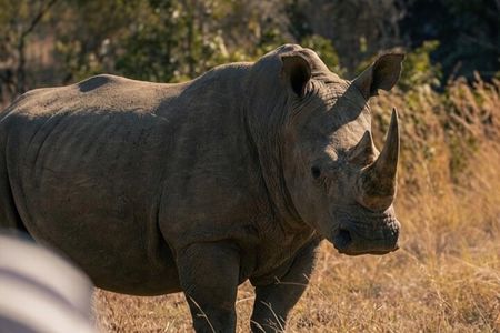 Full-Day Matobo Rhino Tracking & Rock Art from Bulawayo