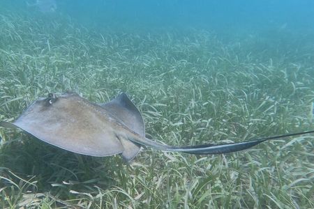 Snorkeling Experience in Vieques