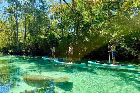Guided Paddleboard Adventure on Weeki Wachee Springs