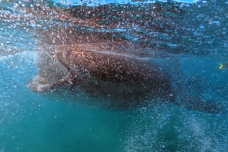 Swim with Whale Sharks #1 MUST DO IN LA PAZ 
