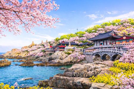 Authentic Busan Full-Day City Highlights Tour
