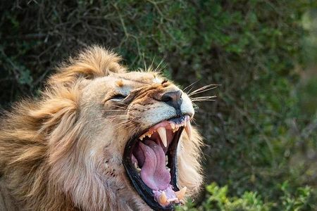 Schotia Safari Big 5 Wildlife Experience