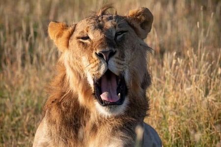 3 Day Maasai Mara Safari from Nairobi with Big Five Game Drives