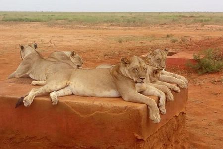 4 Days Masai Mara and lake Nakuru budget safari.