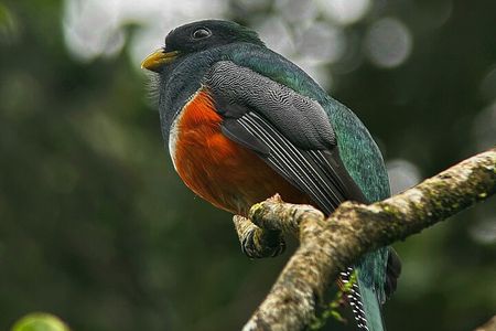 Explore the Cloud Forest with Local Guide HD Scope+Binoculars