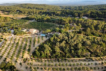 EVOO and wine tasting. Guided Tour of the Olive Tree in Mallorca