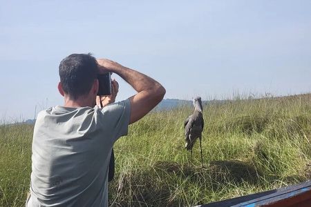 Shoebill Stork Watching Tour in Mabamba Swamp – Uganda Birding 