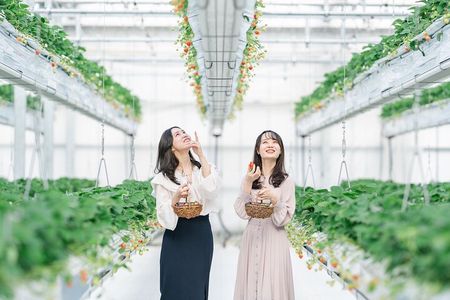 YokaBus Fukuoka Uminonakamichi, Strawberry Farm and Chinkokuji