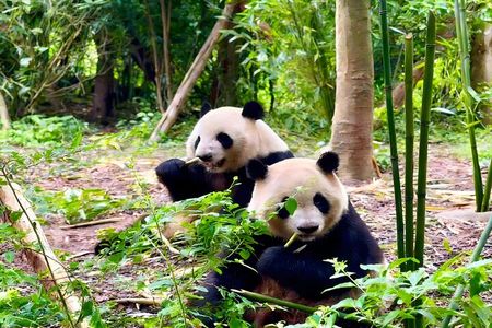 All Inclusive Chengdu Private Day Tour to Panda Breeding Base andCity Highlights