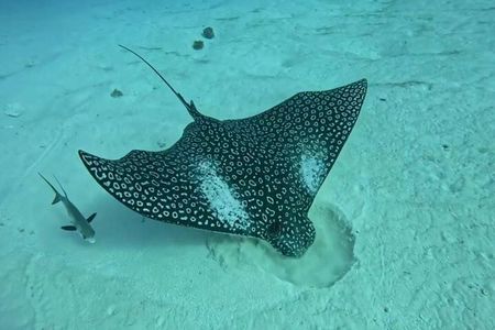 Cozumel’s Reef Jewels Tour