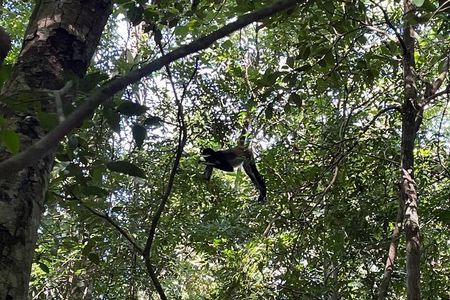 Cobá Archaeological Site, Monkey Habitat + Lunch Private SUV Tour