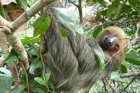 6 day amazon expedition manu reserved zone