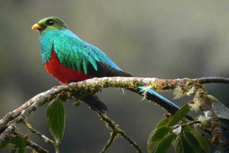 Tambopata 3 Day Amazon Tour: Macaws, Caimans & Jungle