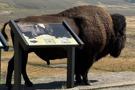 Best in the West Private Tour Yellowstone