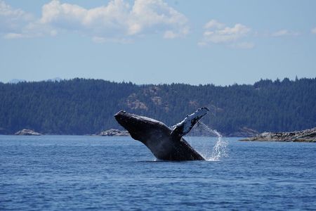 Ultimate Coastal Wildlife Tour