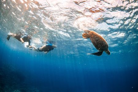 Snorkel with Turtles Wailea Beach