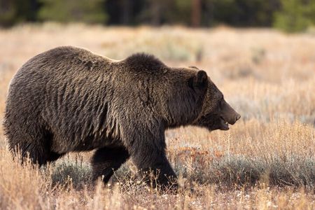 4 Hour Wildlife Safari in Grand Teton National Park