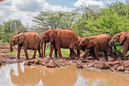 Elephant Orphanage, Giraffe Center/ Short Game Drive Nairobi Park