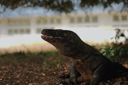 Komodo Shore Excursion From Cruise Ship
