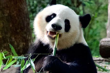 Private Chengdu Layover Pandas and City Walk