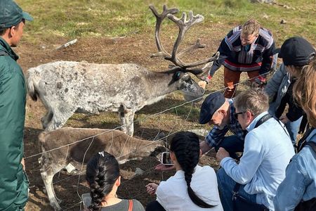 Guided Tour - Meet Reindeer in Hammerfest