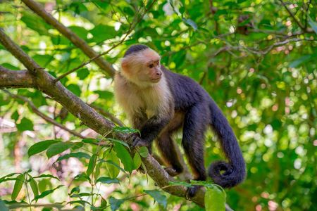 Roatan Private Tour Wildlife Snorkeling and Beach Cruise