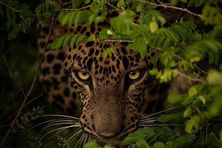 Special Leopard Safari Tour Yala National Park