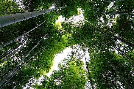 Bamboo Cycling in Kyoto with Local Life Experience and Lunch
