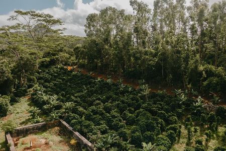 Chamarel 7 Colored Earth Geopark and Coffee Tour Experience