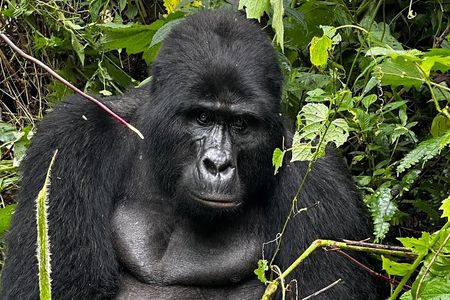 3 days Gorilla Trekking Safari tour in Uganda 