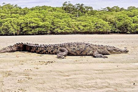 Mangrove tour, crocodiles , monkeys birds nature Boat or Kayak