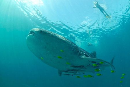 Swim with Whale sharks in Mafia island Flight from Zanzibar 
