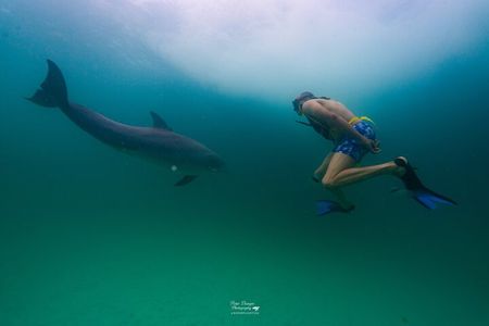 Swim With Dolphins and Shell Island Snorkeling Adventure
