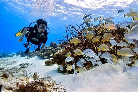 Certified Diving Trip 2 tanks