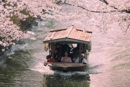 Kyoto Cherry Blossom Private Tour Boat Ride Experience