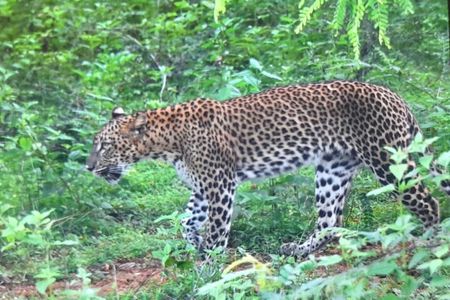 Ella to Mirissa transfer with Udawalawa safari