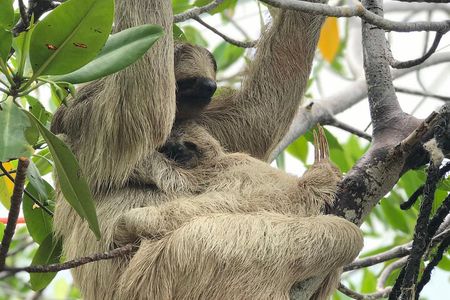 ATVS, Sloths and Monkeys, Beach Break Private Tour