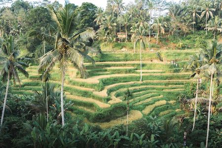 Private Ubud Day Tour: Monkey Forest, Rice Terrace & Holy Spring