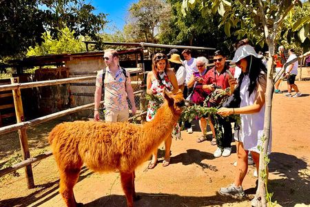 Organic Vineyard, Wine, Pisco, Cheese and Flame Farm Tour