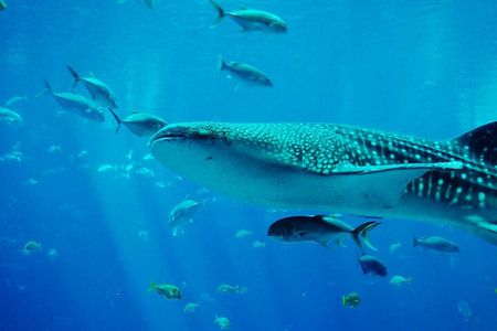 Mafia Island Whale Shark Day Trip from Zanzibar Return Flights