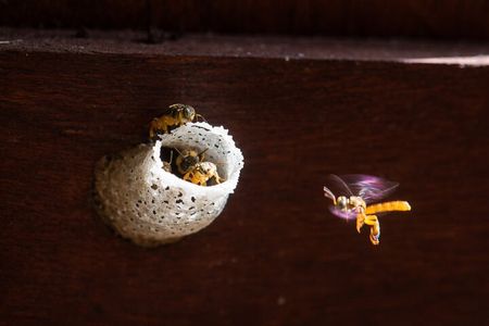 Pollinator Eco Tour in La Fortuna Bees 