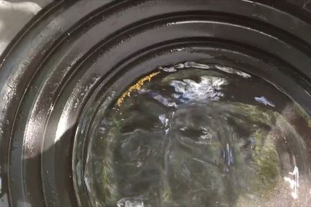 Golden Heart Tour gold panning, Arctic Animals Local Treasures