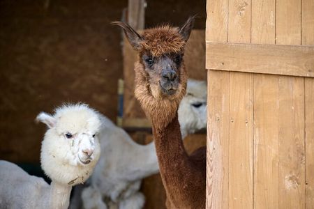 Trakai and Alpaca Family Park Private Tour