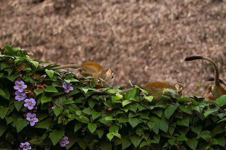 Ecuador Amazon & Andes – Nature, Culture, and Wildlife in 4 Days