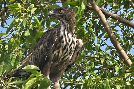 Wilderness Safari with Susa udawalawe