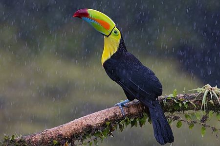 San Luis Ecological Farm Birding Tour.