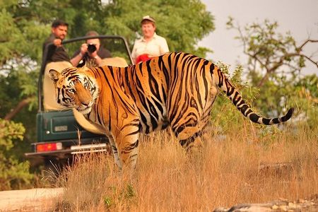 6-Day Golden Triangle Tour with Tiger Safari From Delhi
